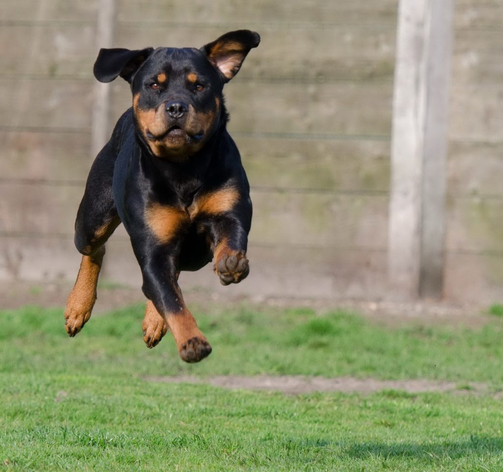 Rottweiler terroryzuje część Zalasewa 1 Swarzedzki Rottweiler 2