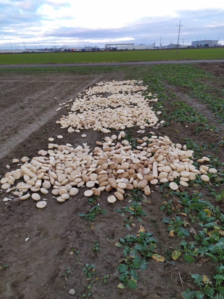 Swarzedzki Zalasewo chleb 3