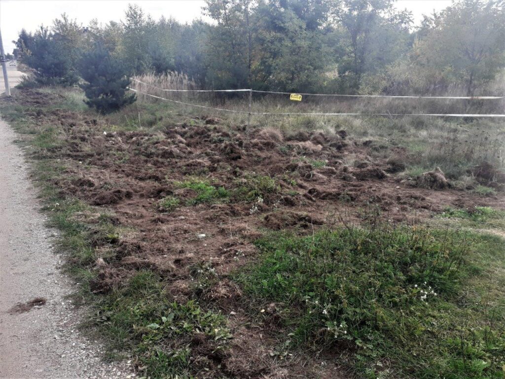 Dziki przekopują gminę! 1 Gruszczyn