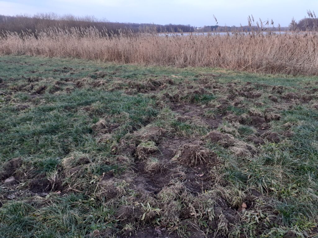 Dziki (znowu) w natarciu! 1 Dziki 1